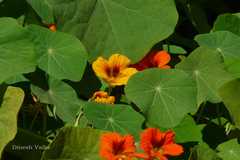 Tropaeolum majus